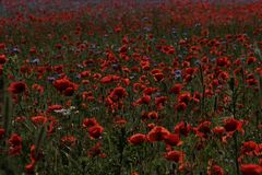 Mohn am Abend