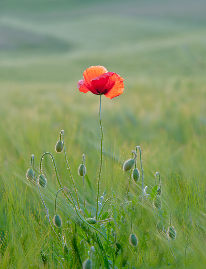 Mohn am Abend