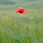 Mohn am Abend