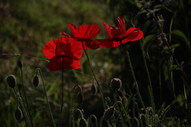 Mohn am Abend