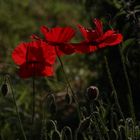 Mohn am Abend