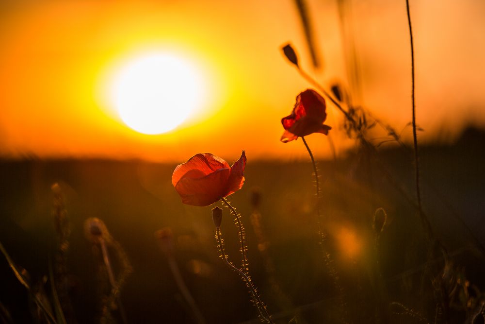 Mohn am Abend