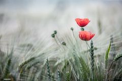 Mohn am Abend