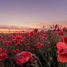 Mohn am Abend