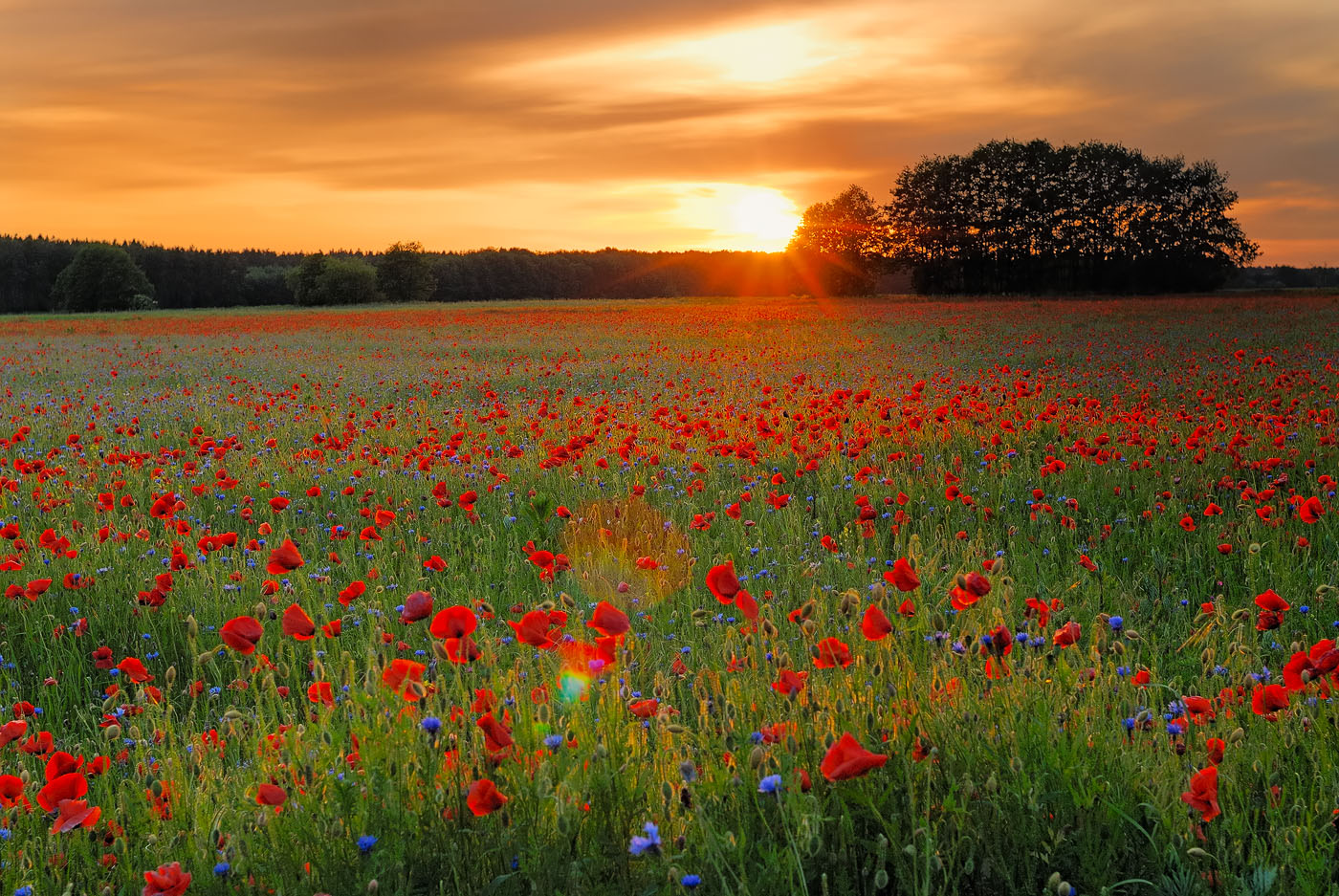 Mohn am Abend in Oberhavel