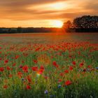 Mohn am Abend in Oberhavel