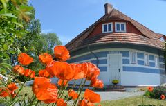 Mohn am Asta-Nielsen Haus 