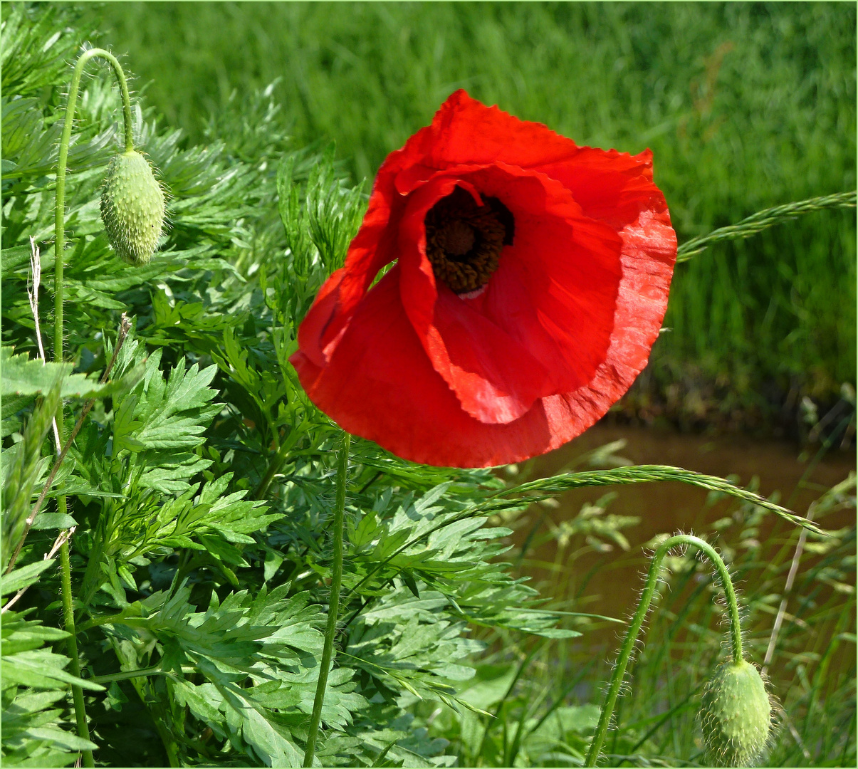 Mohn am Bach