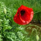 Mohn am Bach