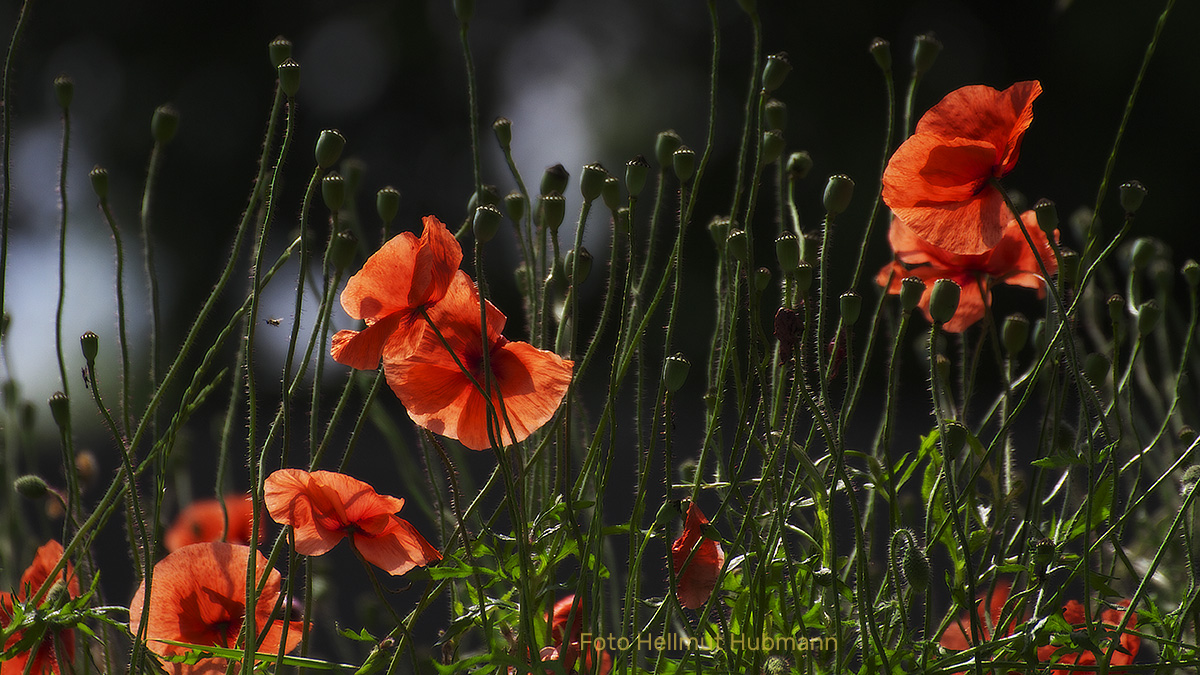 MOHN AM BAHNDAMM