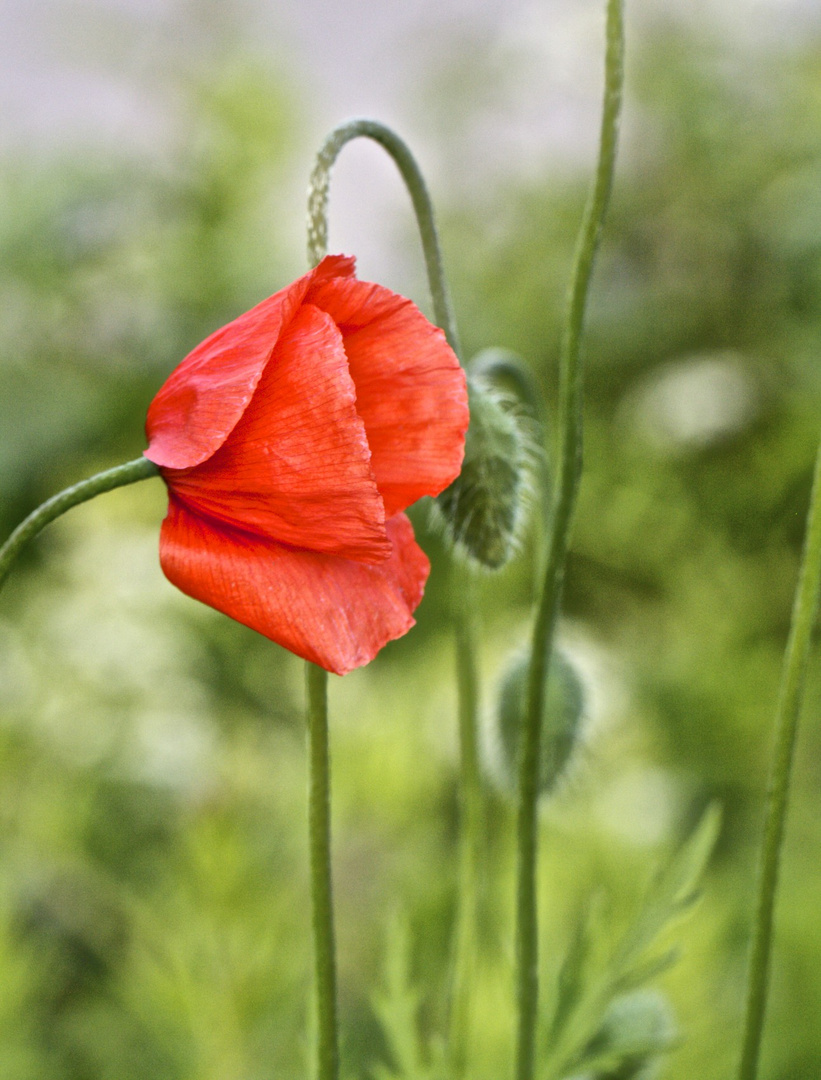 Mohn am Bahnsteig