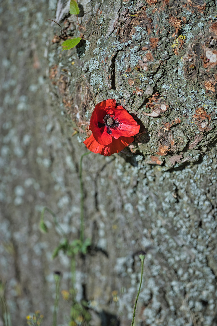 Mohn am Baum