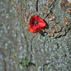 Mohn am Baum