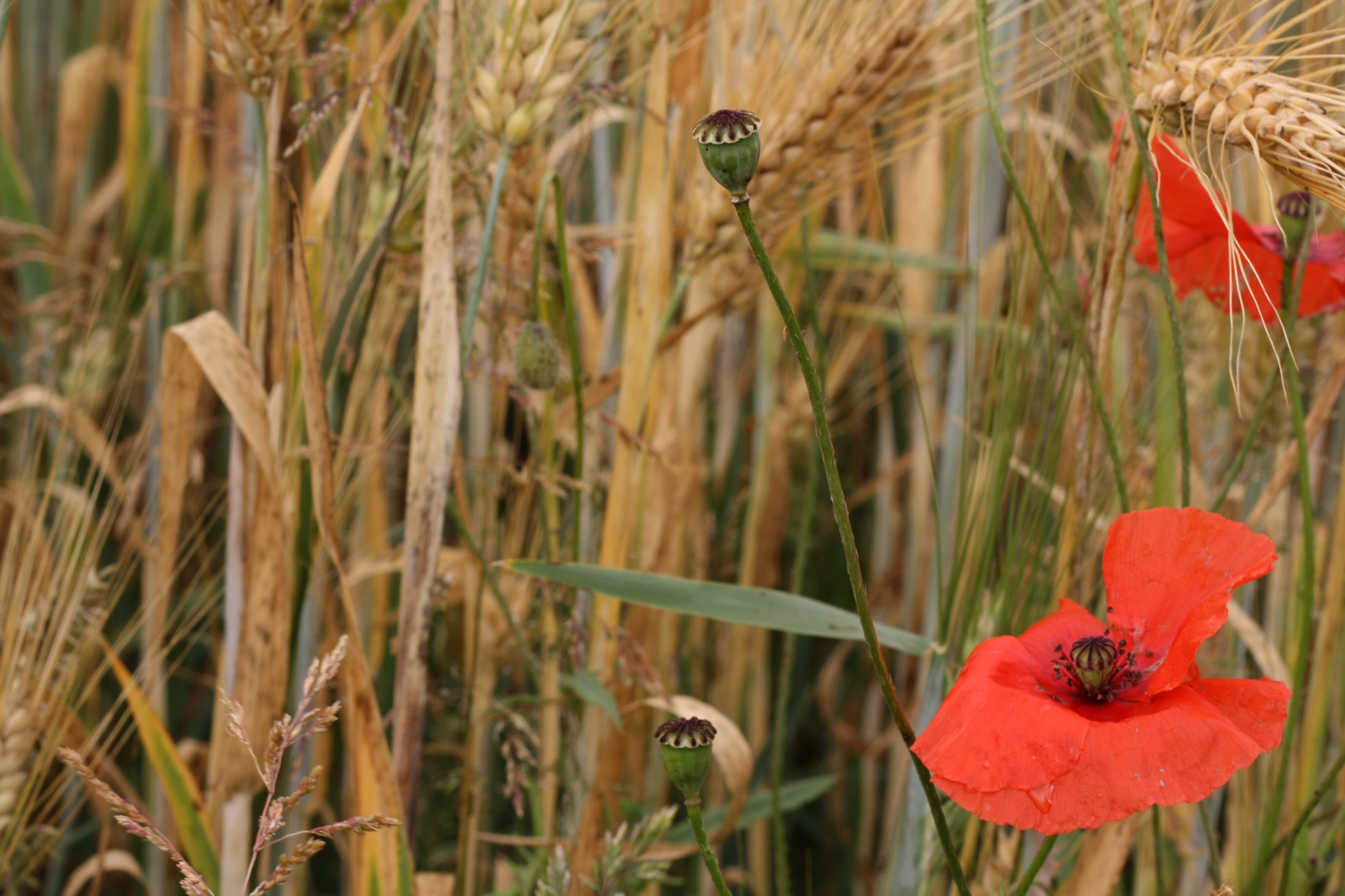 Mohn am blühen und verblüht