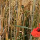 Mohn am blühen und verblüht