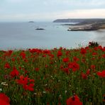 Mohn am Cap Fréhel