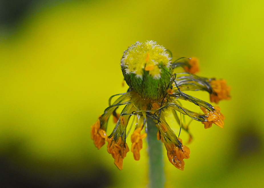 Mohn am Ende seiner Pracht....