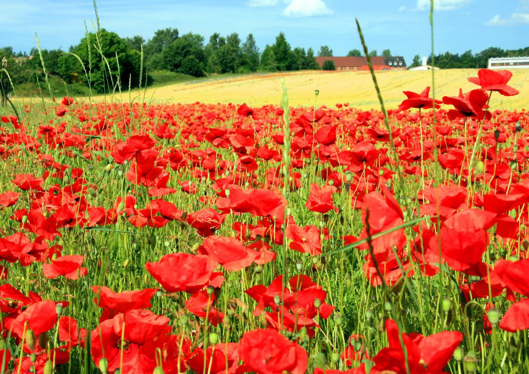 Mohn am Feld