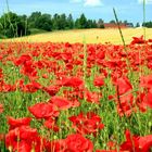 Mohn am Feld