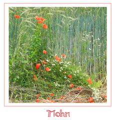 Mohn am Feld