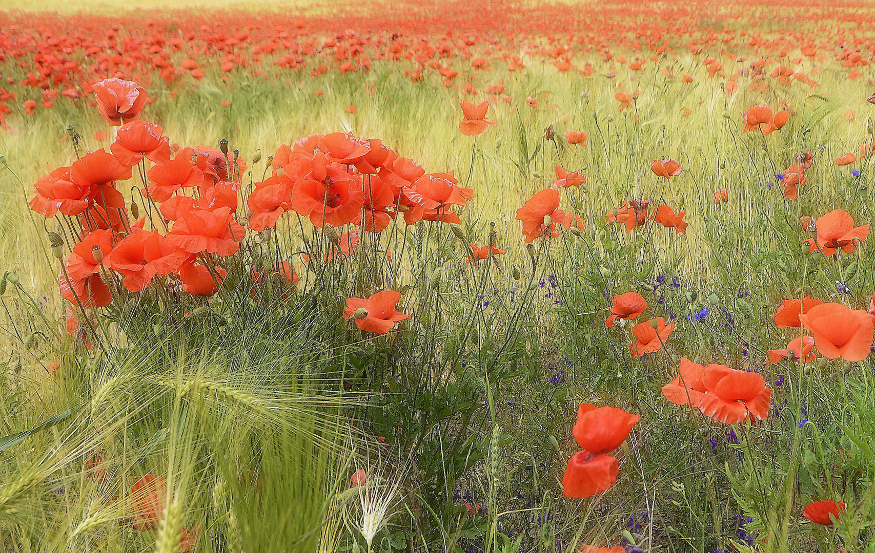 °Mohn am Feld°