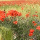 °Mohn am Feld°