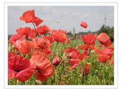 Mohn am Feldesrand