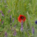 Mohn am Feldrand