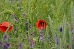 Mohn am Feldrand