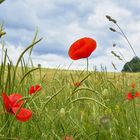 Mohn am Feldrand