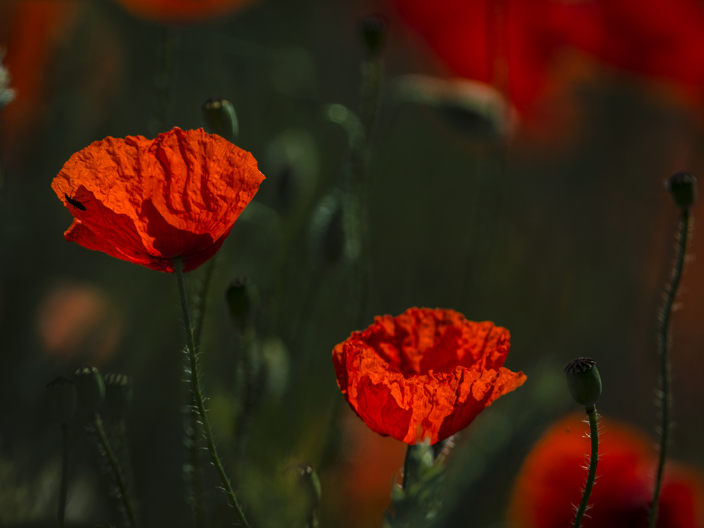 Mohn am Feldrand 1 und 2