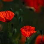 Mohn am Feldrand 1 und 2