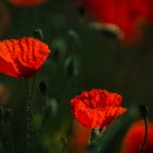 Mohn am Feldrand 1 und 2