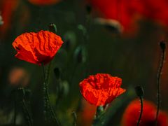 Mohn am Feldrand 1 und 2