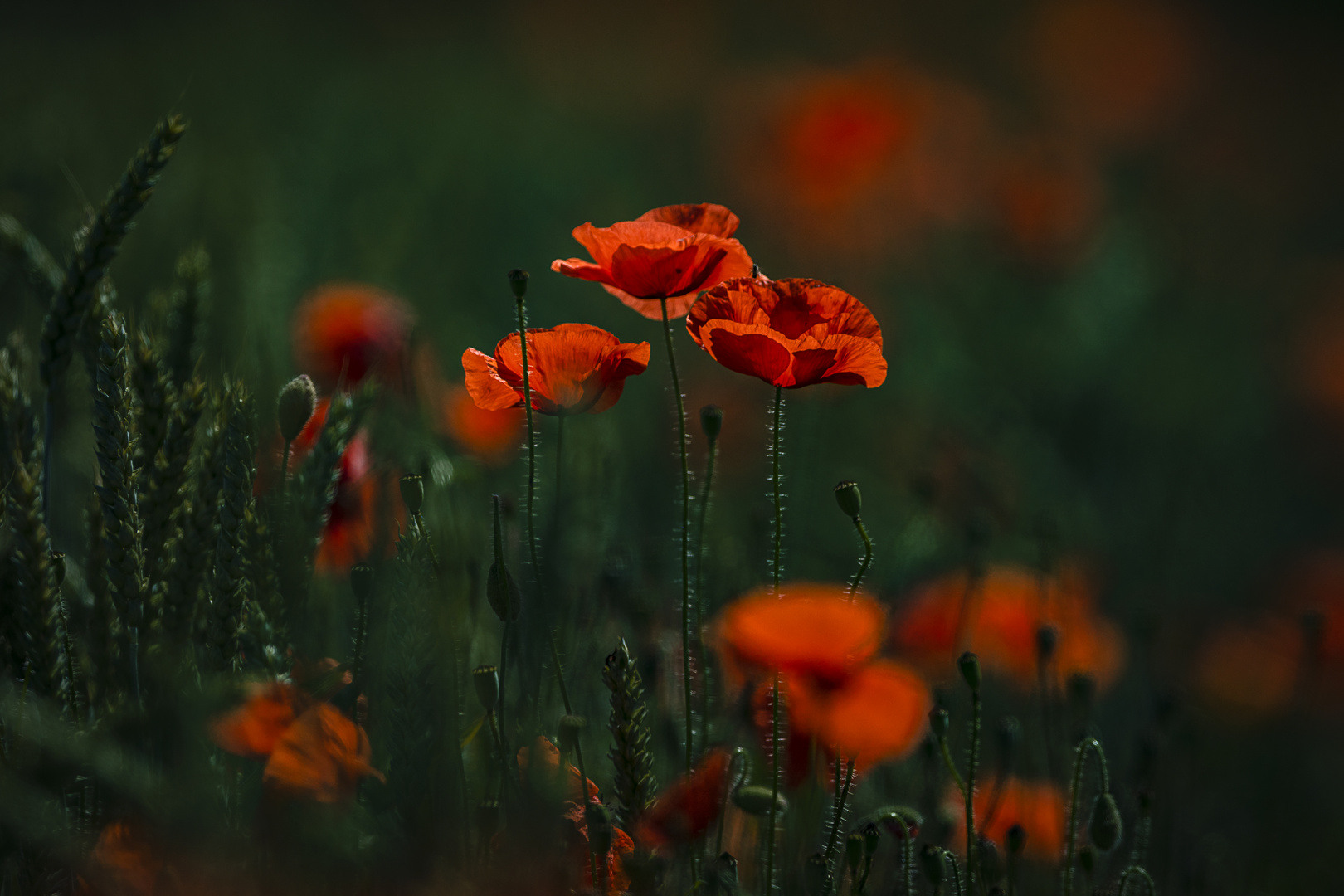 Mohn am Feldrand 1 und 2