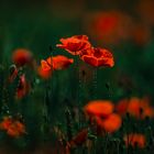 Mohn am Feldrand 1 und 2