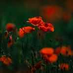 Mohn am Feldrand 1 und 2