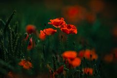 Mohn am Feldrand 1 und 2