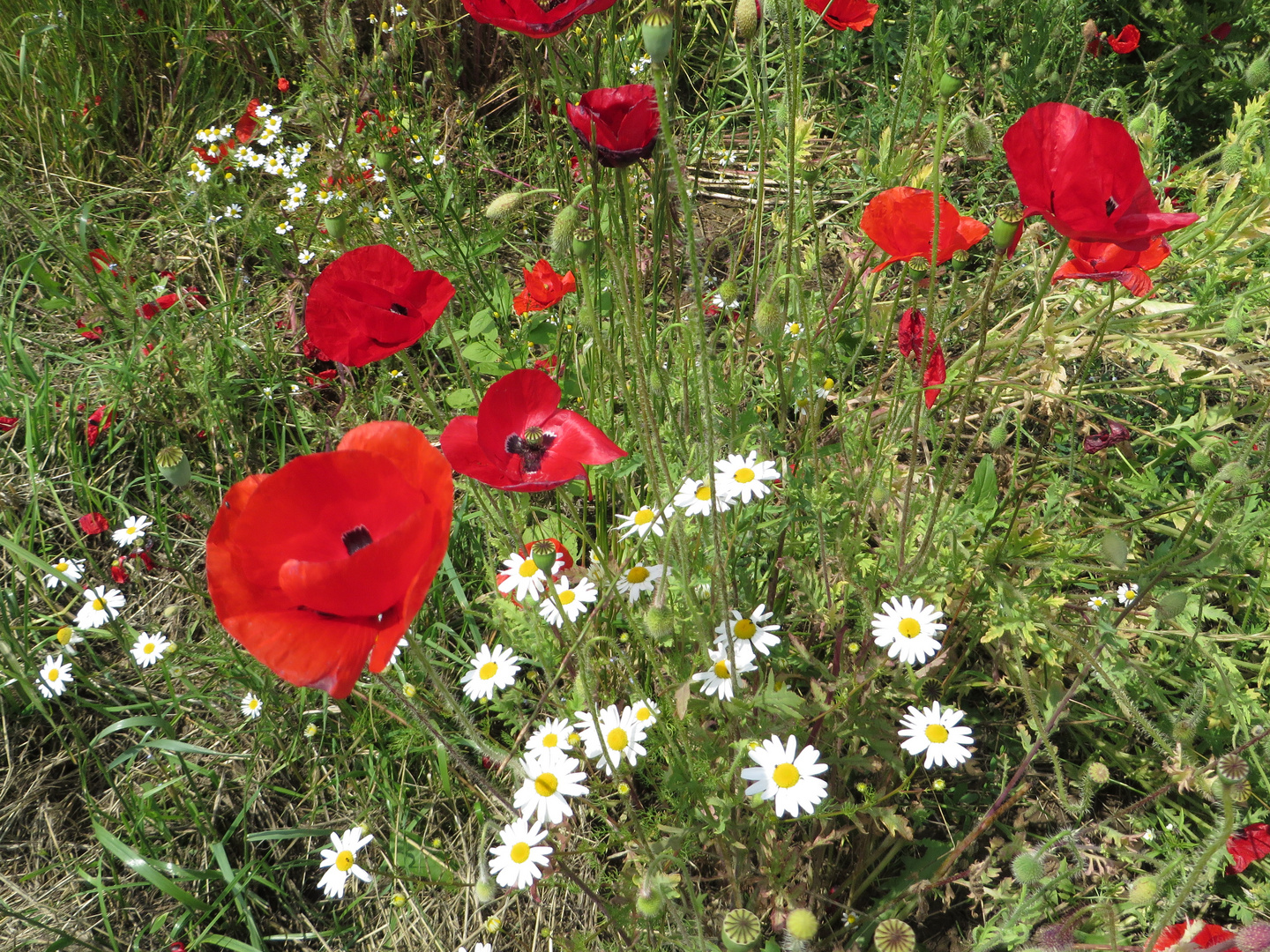 Mohn am Feldrand