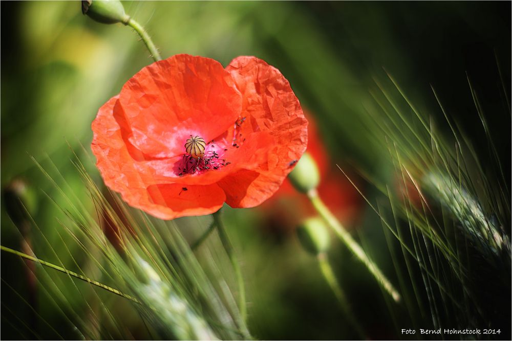 Mohn am Feldrand ....