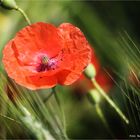 Mohn am Feldrand ....