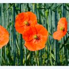 Mohn am Feldrand