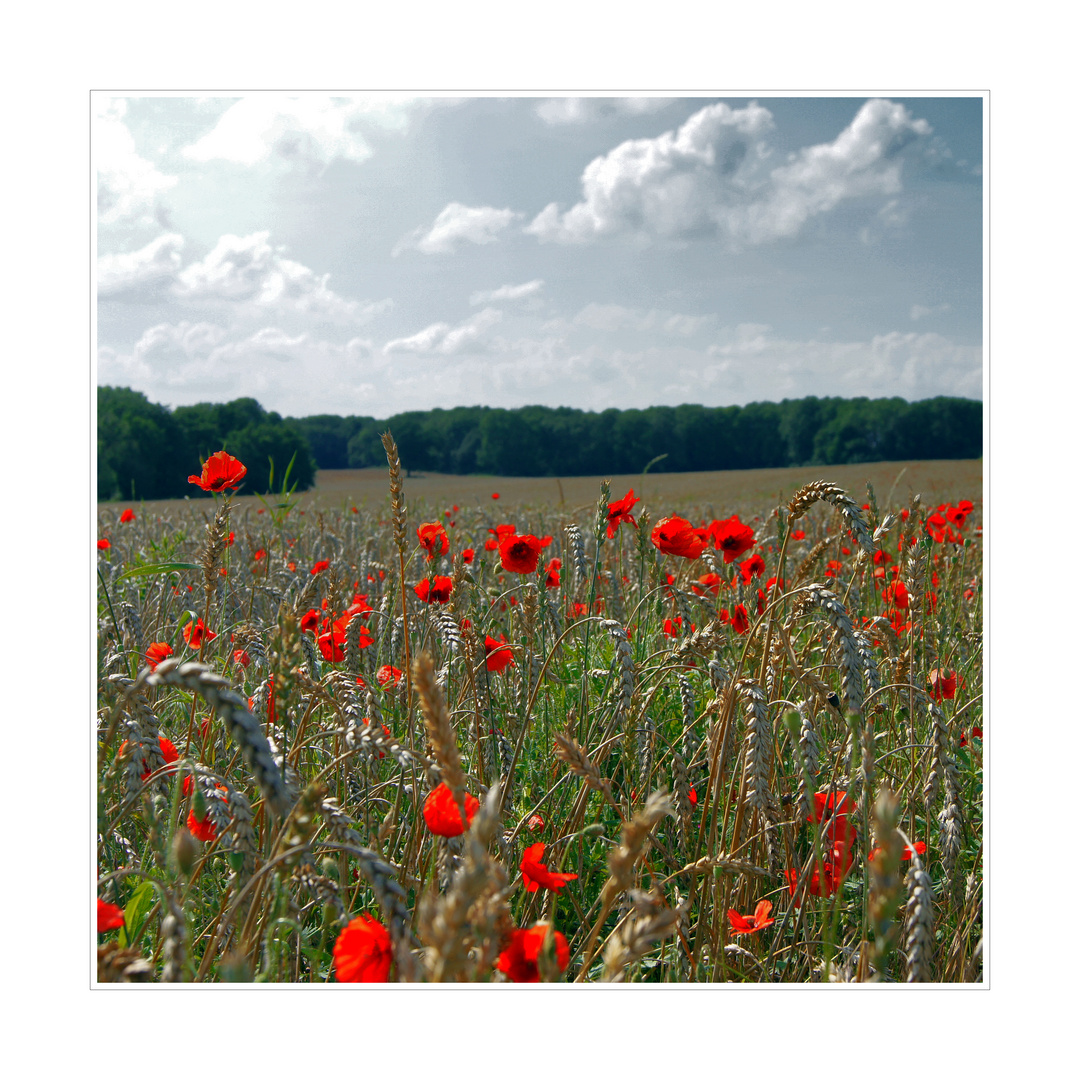 mohn am feldrand