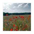 mohn am feldrand