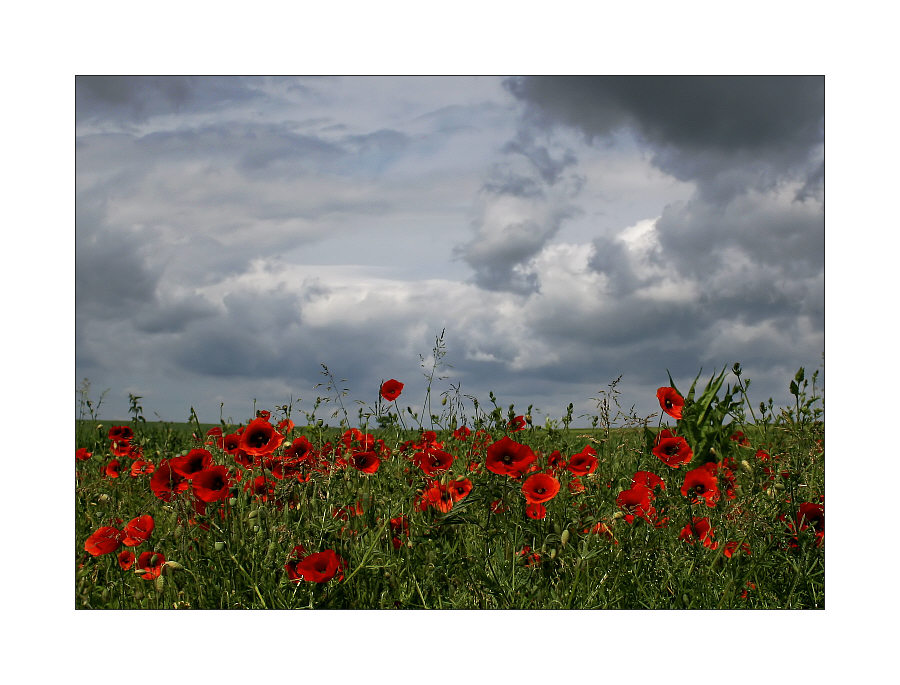 Mohn am Feldrand