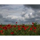 Mohn am Feldrand