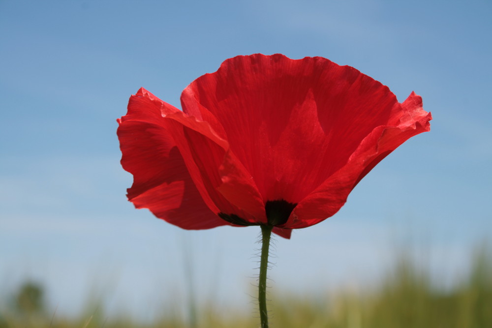 Mohn am Feldrand