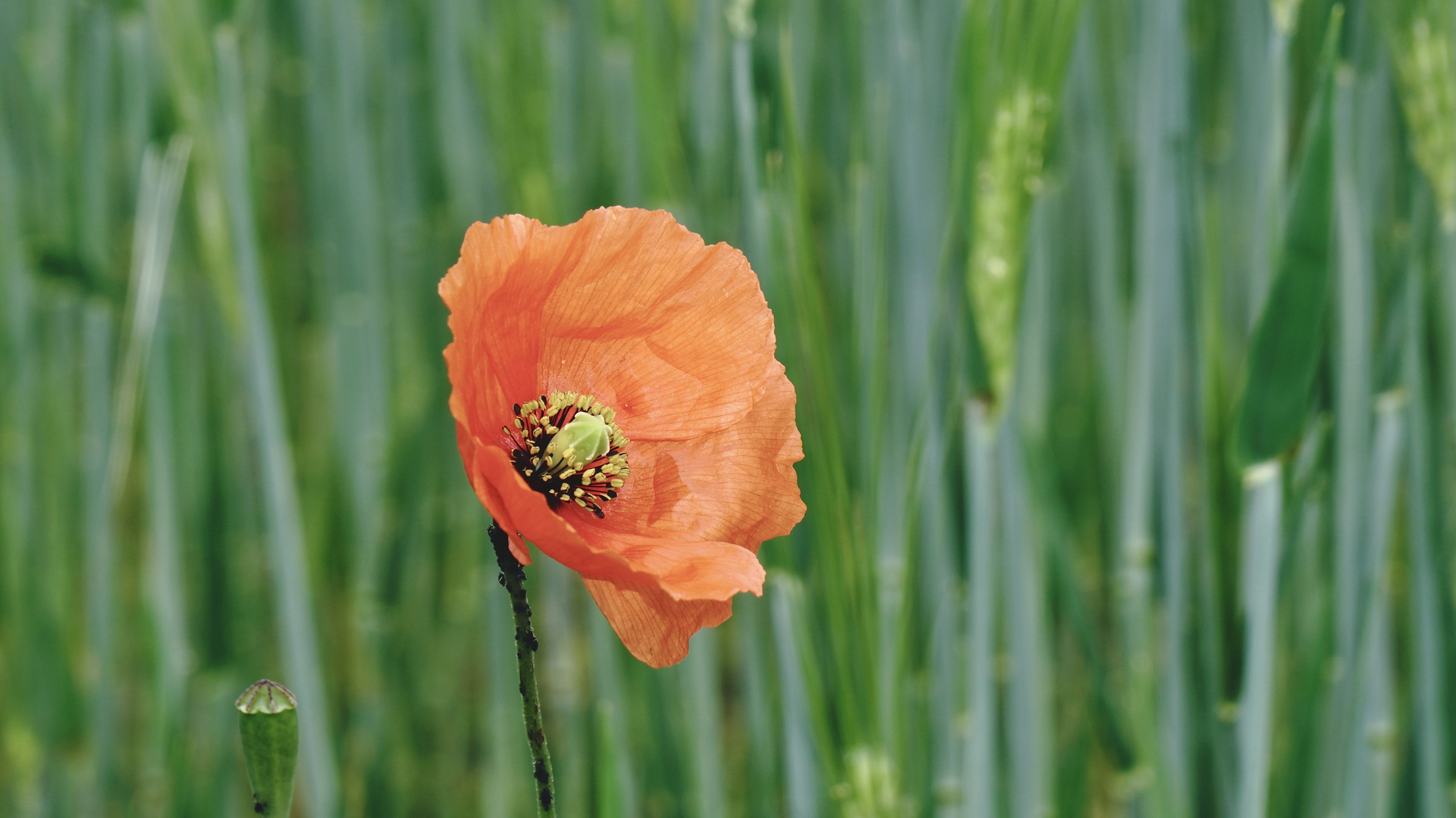 Mohn am Feldrand