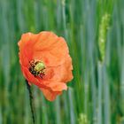 Mohn am Feldrand