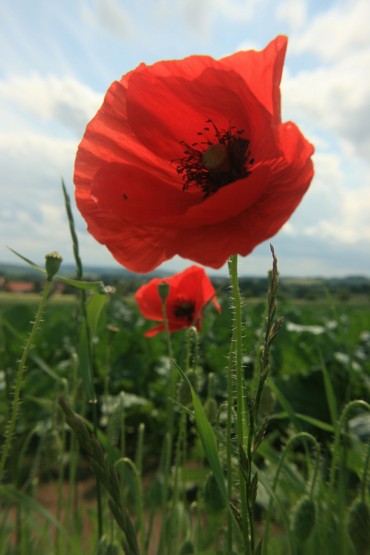 Mohn am Feldrand